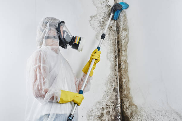 Best Black Mold Removal  in Pea Ridge, FL