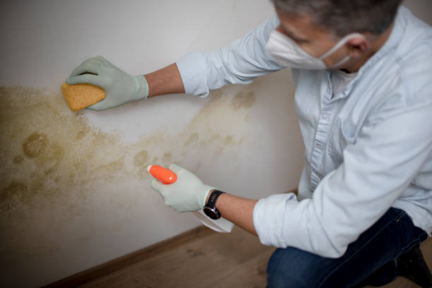 Best Mold Damage Repair  in Pea Ridge, FL