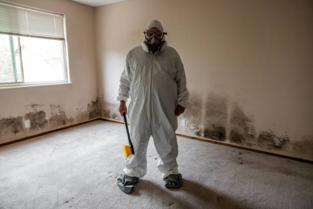 Best Certified Mold Removal  in Pea Ridge, FL