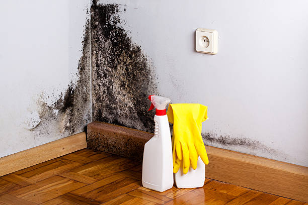 Best Toxic Mold Removal  in Pea Ridge, FL