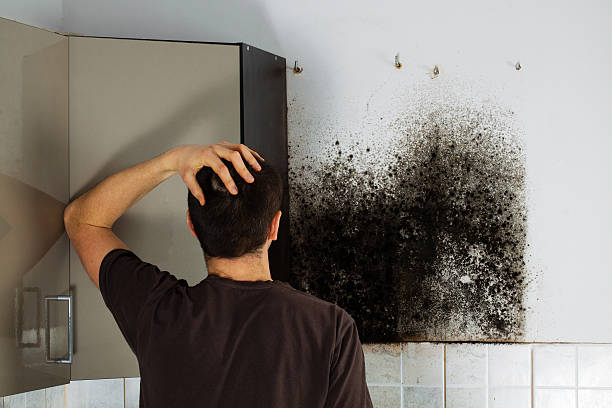Best Mold Removal Near Me  in Pea Ridge, FL